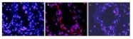 NBP1-42767 - Interleukin-1 beta / IL-1B
