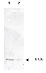 NB600-633 - Interleukin-1 beta / IL-1B