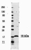 NBP1-42751 - Interleukin-1 beta / IL-1B