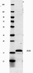 NBP1-42767 - Interleukin-1 beta / IL-1B