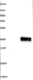NBP1-85564 - Interleukin-12 alpha / IL12A