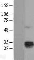 NBL1-11900 - IL12A Lysate