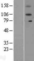 NBL1-11903 - IL12RB2 Lysate