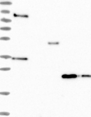 NBP1-83113 - Interleukin-17B / IL17B
