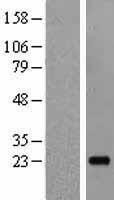 NBL1-11921 - IL19 Lysate