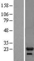 NBL1-11935 - IL1RA antagonist Lysate