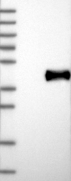 NBP1-85455 - IL22RA2