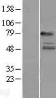 NBL1-11941 - IL22 Receptor Alpha Lysate
