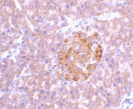 NBP1-76697 - Interleukin-23 alpha / IL23A