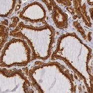 NBP1-89632 - Interleukin-23 alpha / IL23A