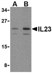 NBP1-76697 - Interleukin-23 alpha / IL23A
