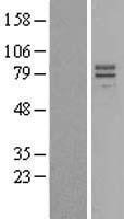 NBL1-11944 - IL23 Receptor Lysate