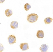 NBP1-76698 - Interleukin-27 / IL27A