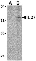 NBP1-76698 - Interleukin-27 / IL27A