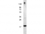 NBP1-77720 - Interleukin-7 / IL7