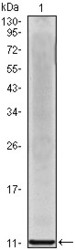NB100-2187 - Interleukin-8 / IL8