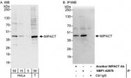 NBP1-42678 - IMPACT