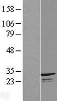 NBL1-08180 - INF2 Lysate