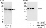 NBP1-79026 - INF2