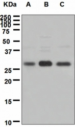 NBP1-95438 - ING4