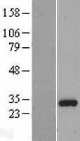 NBL1-11992 - ING4 Lysate