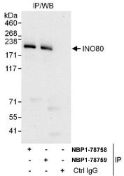 NBP1-78758 - INO80 / INOC1