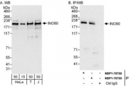 NBP1-78759 - INO80 / INOC1