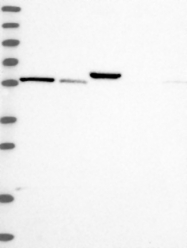 NBP1-92026 - InsP6 kinase 1 / IP6K1