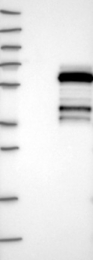 NBP1-83010 - IPCEF1 / PIP3-E