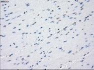 NBP1-47663 - Aurora kinase C