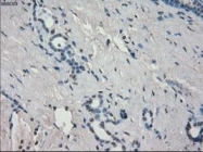 NBP1-47663 - Aurora kinase C
