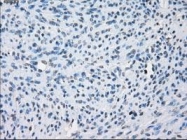 NBP1-47663 - Aurora kinase C