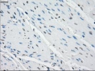 NBP1-47663 - Aurora kinase C