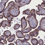 NBP1-84205 - IQCG