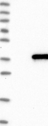 NBP1-83486 - IQCK