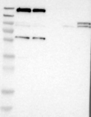 NBP1-83143 - IQGAP1