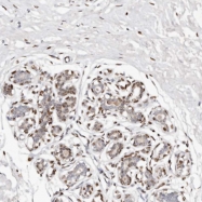 NBP1-86342 - IQGAP3