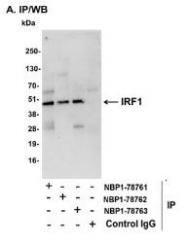 NBP1-78762 - IRF1