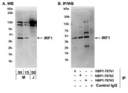NBP1-78763 - IRF1
