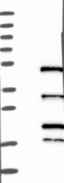 NBP1-89433 - IRF2