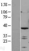 NBL1-12031 - IRF2 Lysate