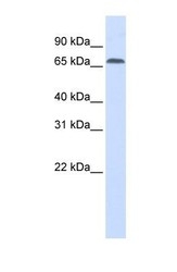 NBP1-55309 - IRF2BP1