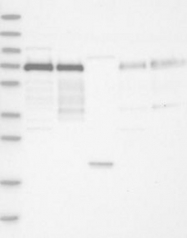 NBP1-93674 - IRF2BP2