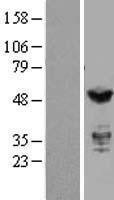NBL1-12032 - IRF3 Lysate
