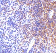 NBP1-77264 - IRF7