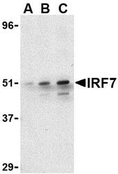 NBP1-77263 - IRF7