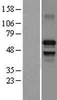 NBL1-12037 - IRF7 Lysate