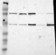 NBP1-81577 - IRF9 / ISGF3G