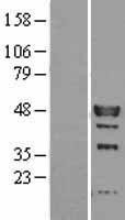 NBL1-12038 - IRF9 Lysate