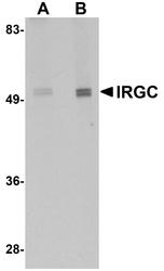 NBP1-77364 - IRGC